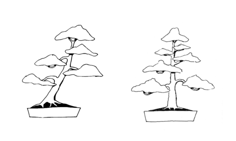 Bonsai Slanting Style, Bonsai Formal Upright Style Coloring Page